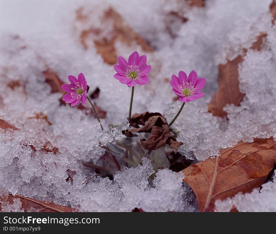 Wild Flowers