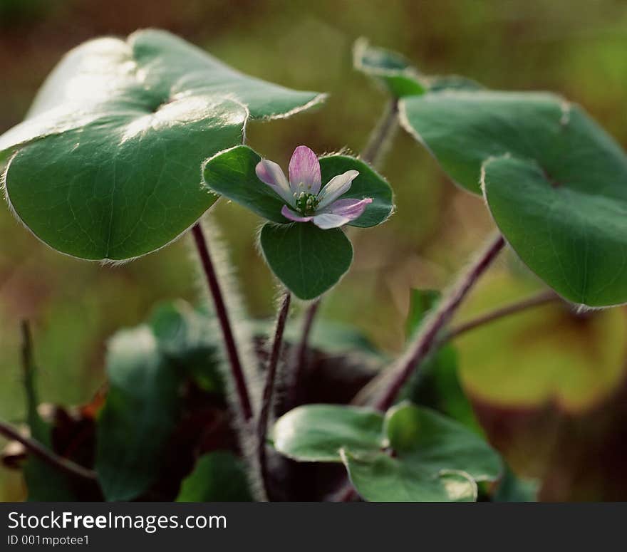 Wild Flowers Image