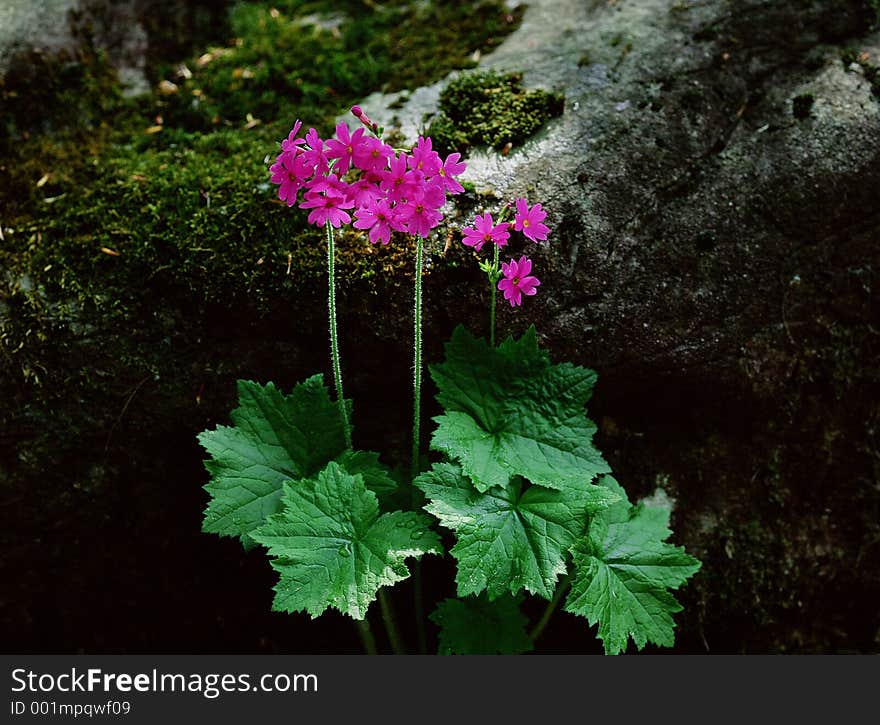 Wild Flowers Image