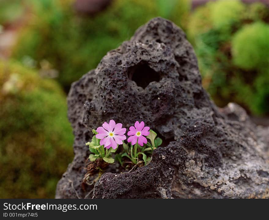 Wild Flowers Image