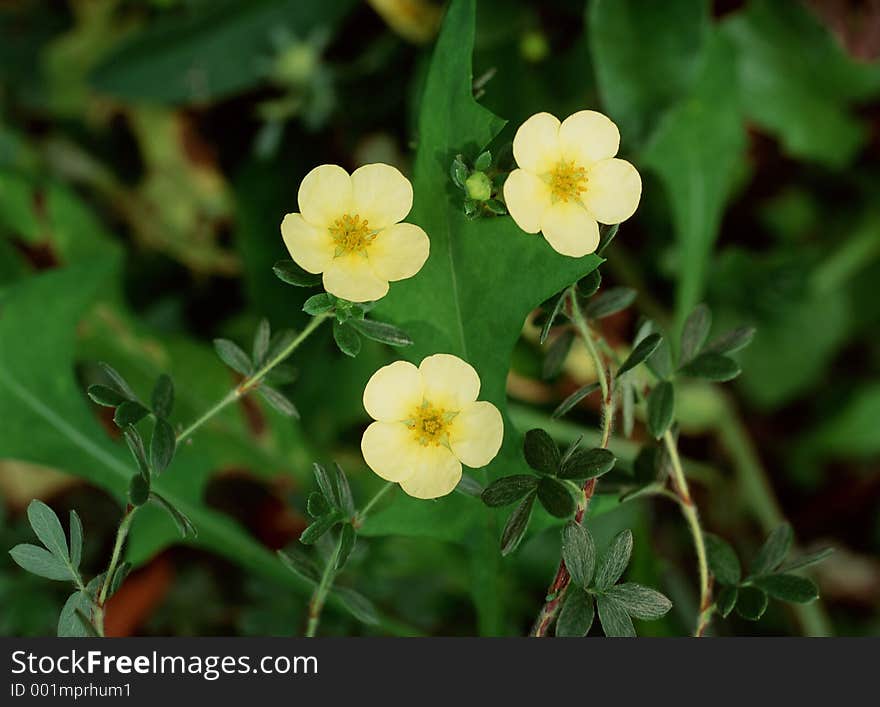 Wild Flowers Image