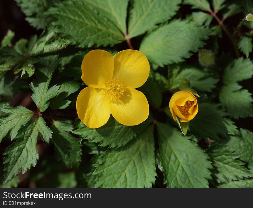 Wild Flowers Image