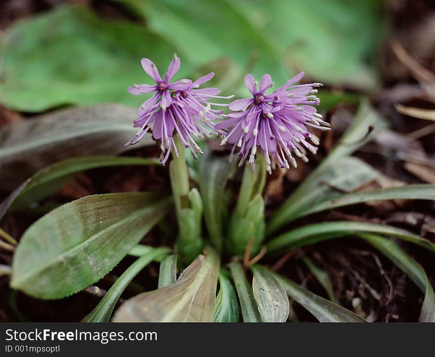 Wild Flowers Image