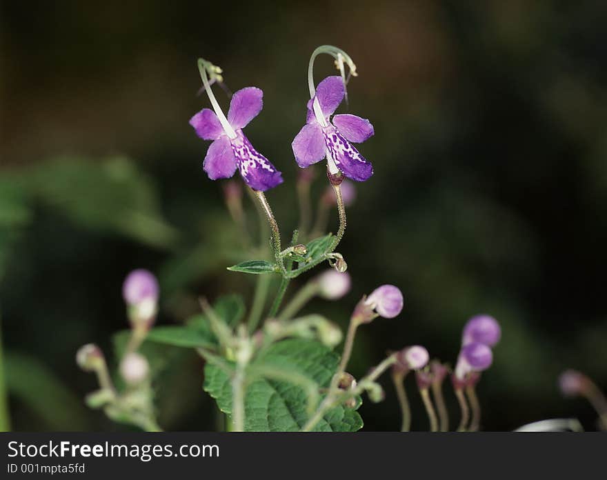 Wild Flowers Image