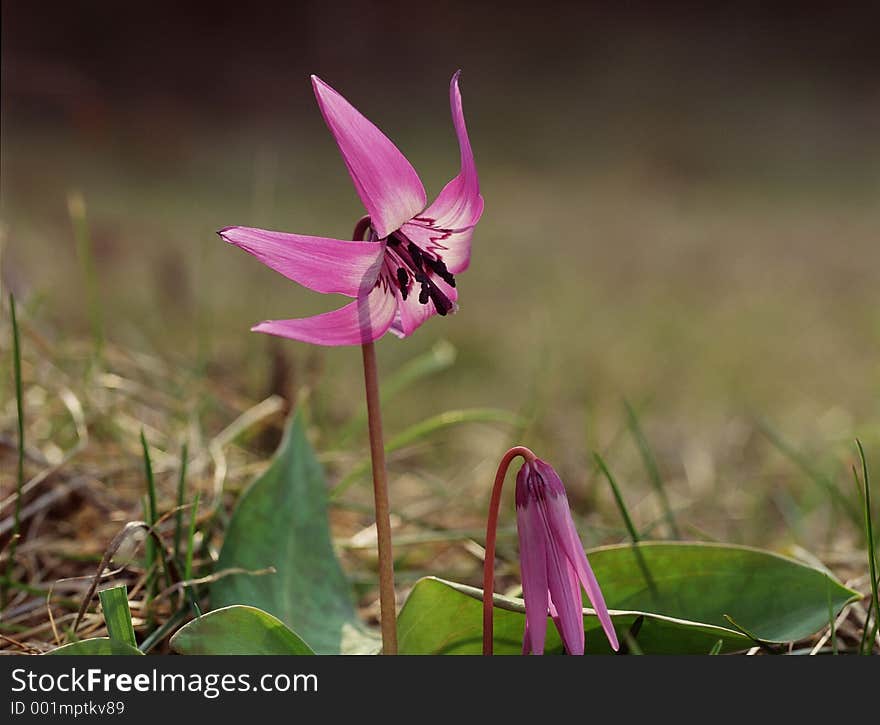 Wild Flowers Image