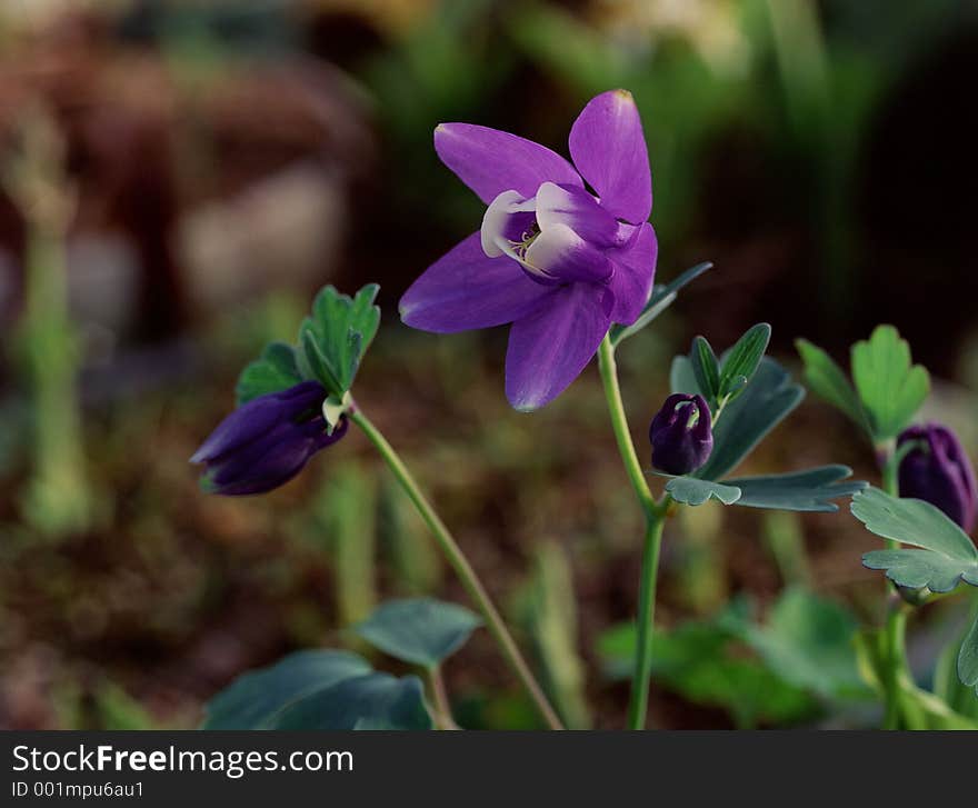 Wild Flowers Image