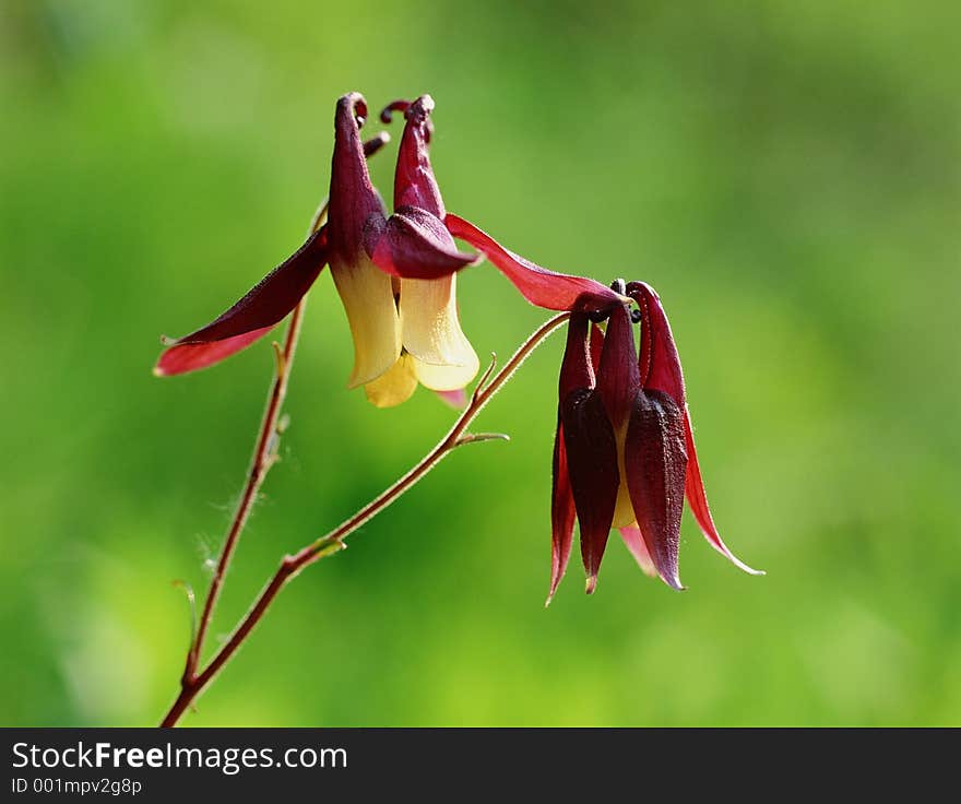 Wild Flowers Image