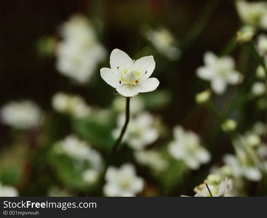 Wild Flowers Image