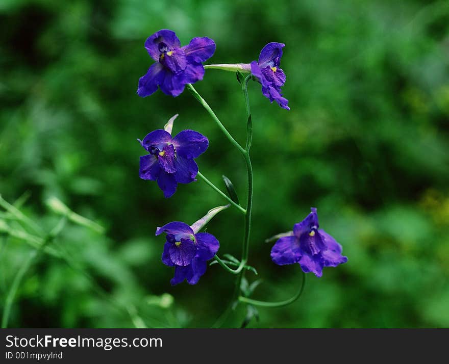 Wild Flowers Image