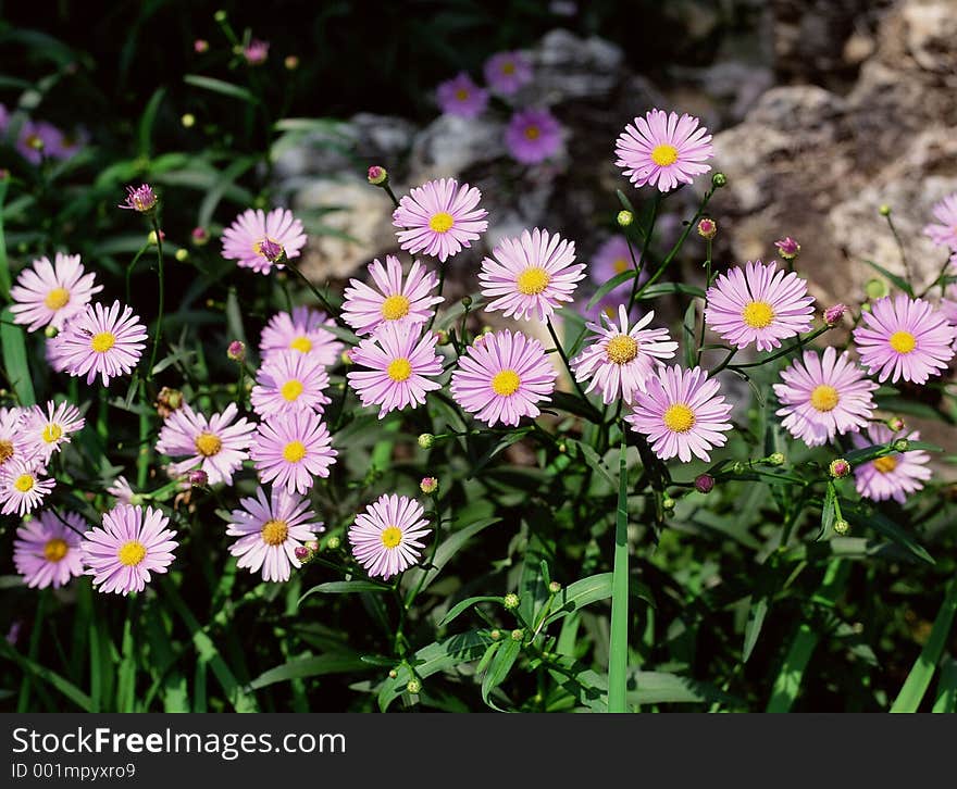 Wild Flowers Image