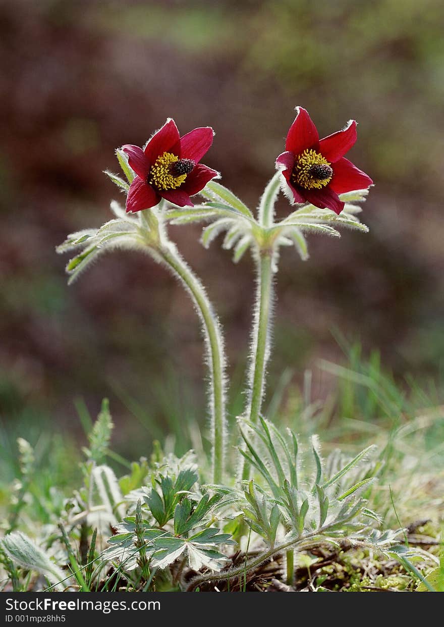 Wild Flowers Image