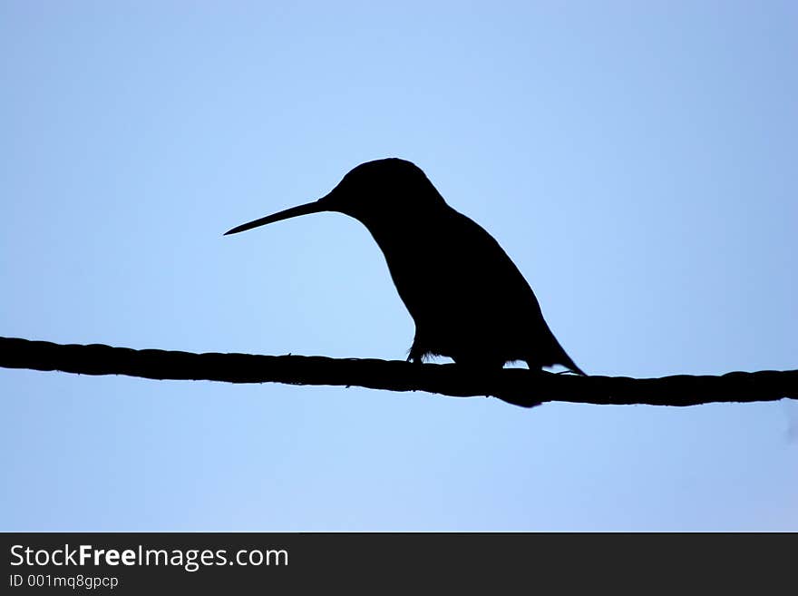 Humming bird sitting on a cord. Humming bird sitting on a cord