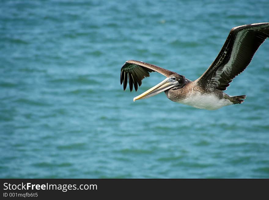 Pelican In Flight