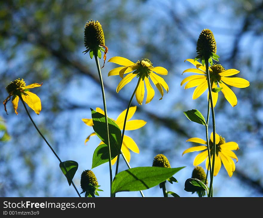 Flowers