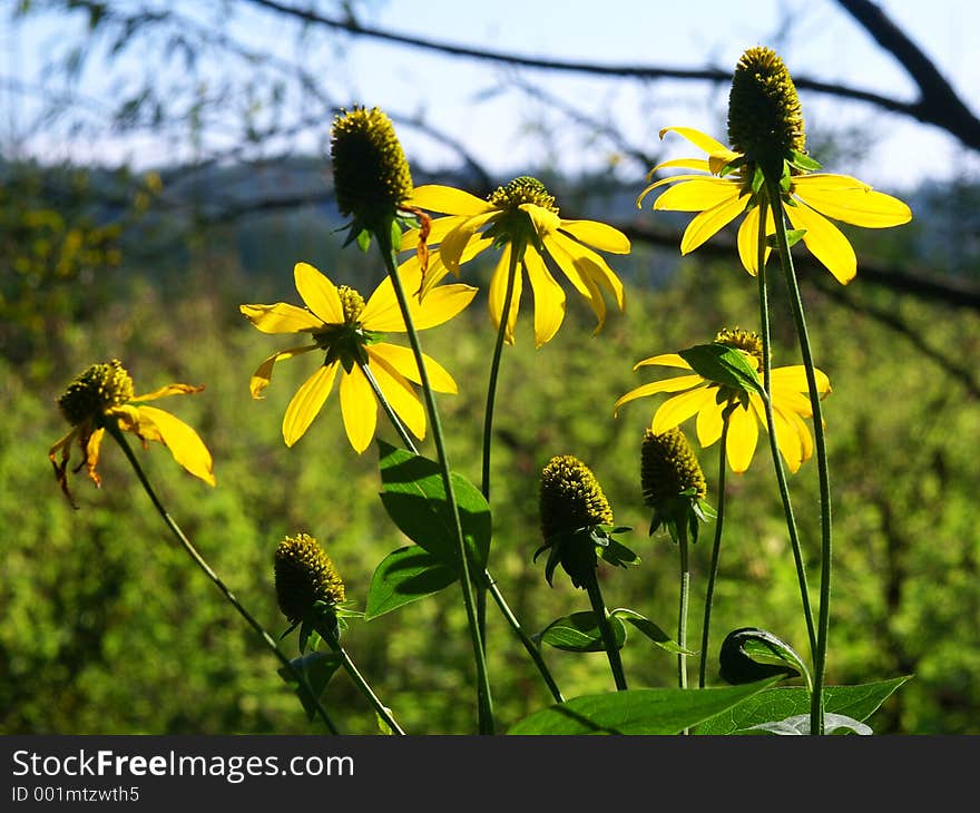 Flowers