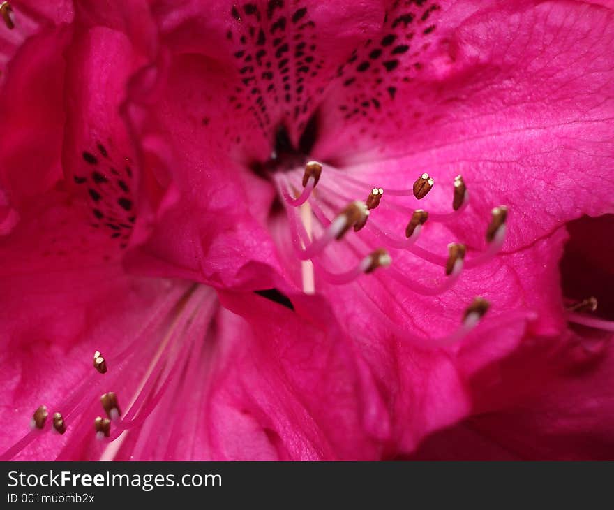 Rhododendron