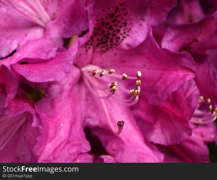 This is a Rhododendron. This is a Rhododendron.