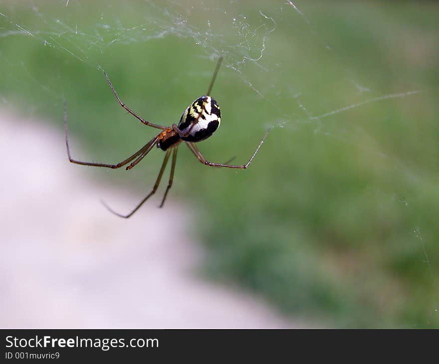 Spider on cobweb