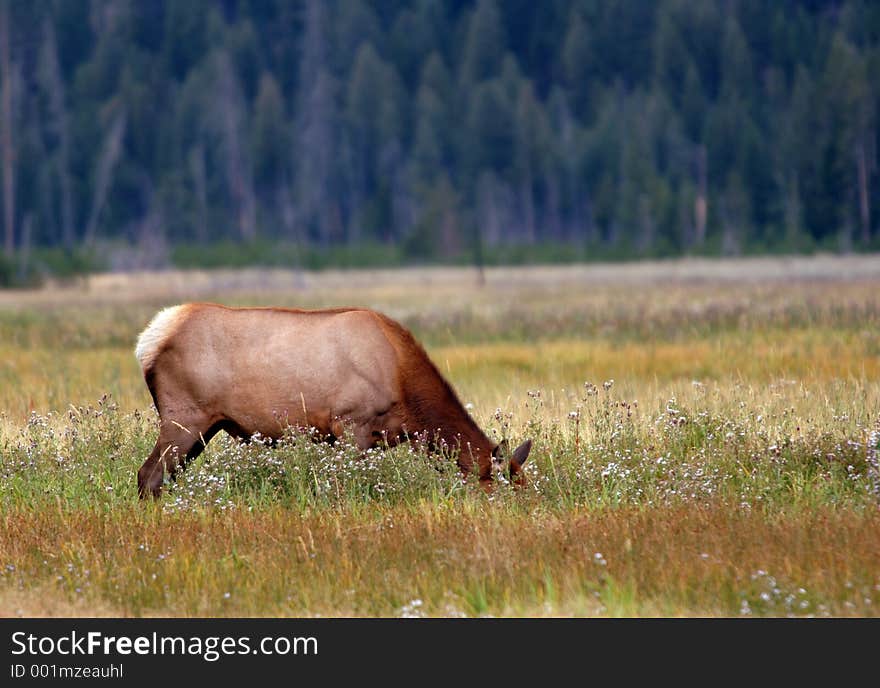 Elk Grazing Amongst Flowers