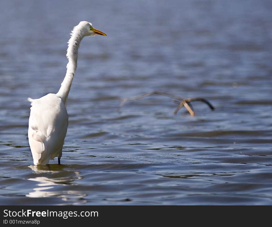 Ruffled feather Egret