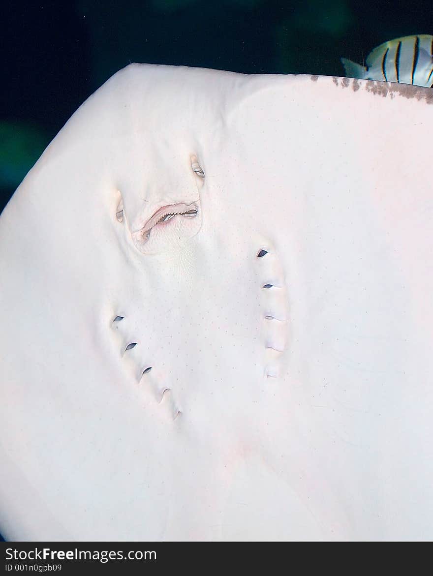 Feeding Stingray Grimace