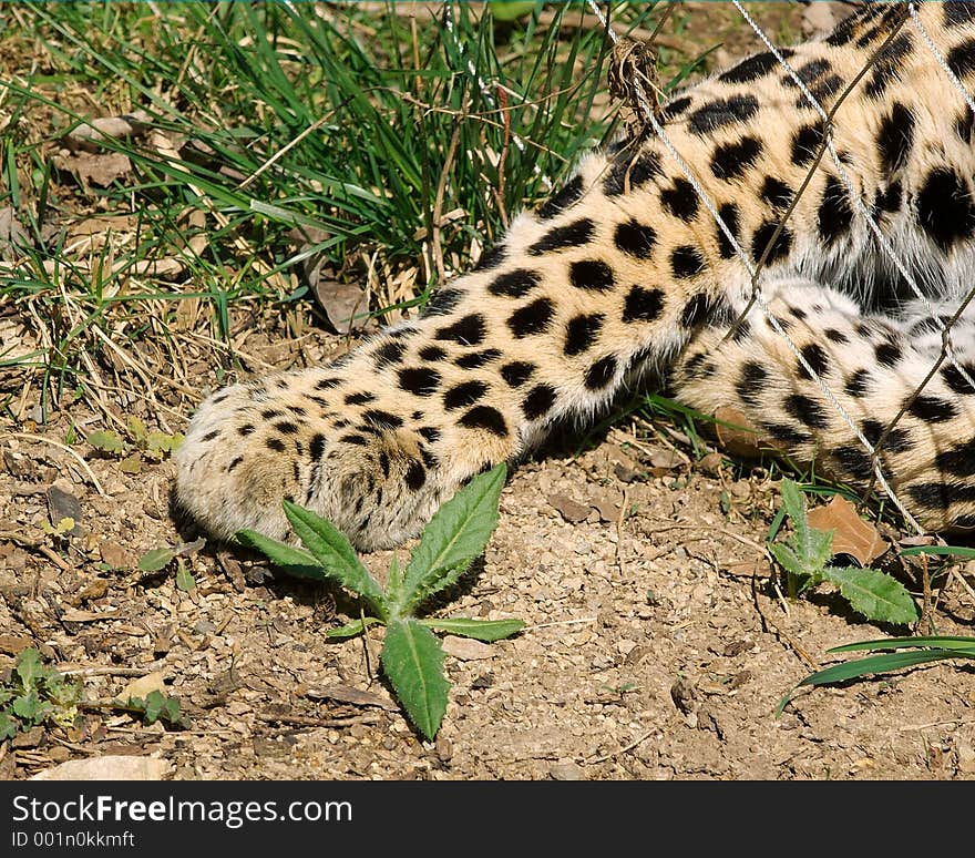 Leopard Reaching Through Cage with Paw. Leopard Reaching Through Cage with Paw