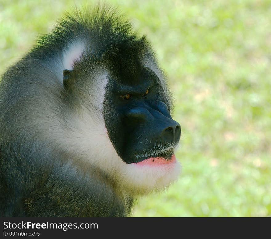 Watchful Baboon Guarding Family. Watchful Baboon Guarding Family