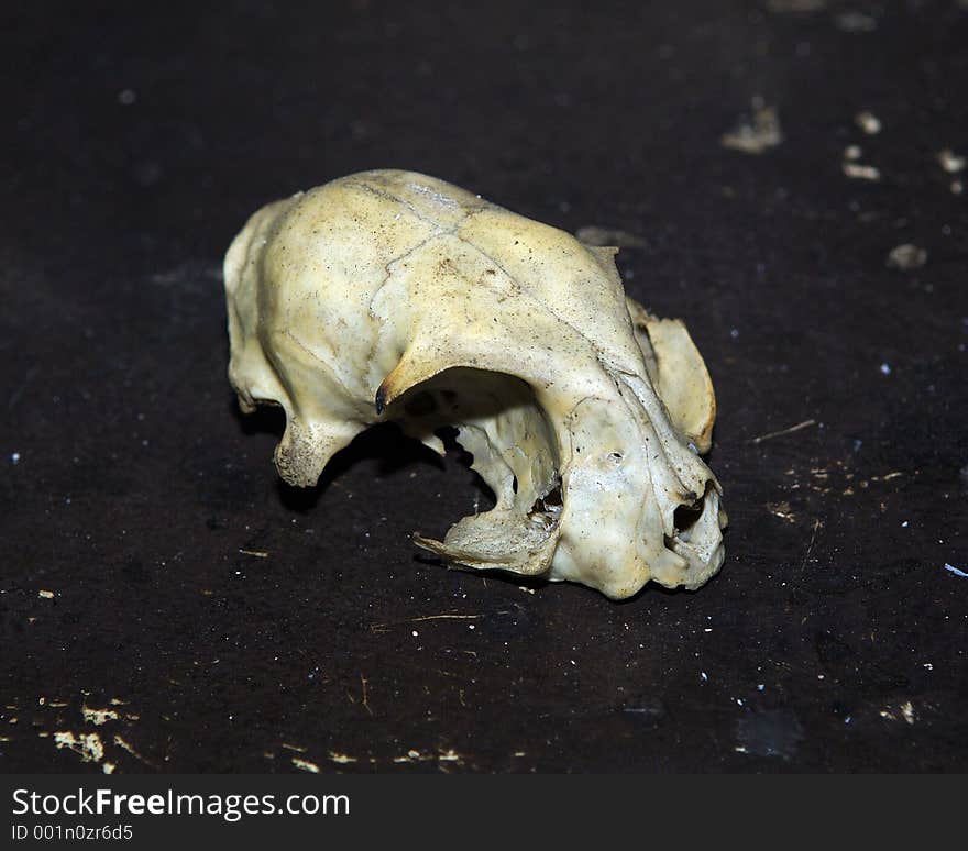 Rodent Skull in the Dirt