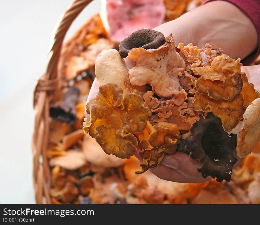 Hands full of mushrooms. Hands full of mushrooms.