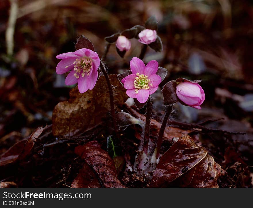 Wild Flowers