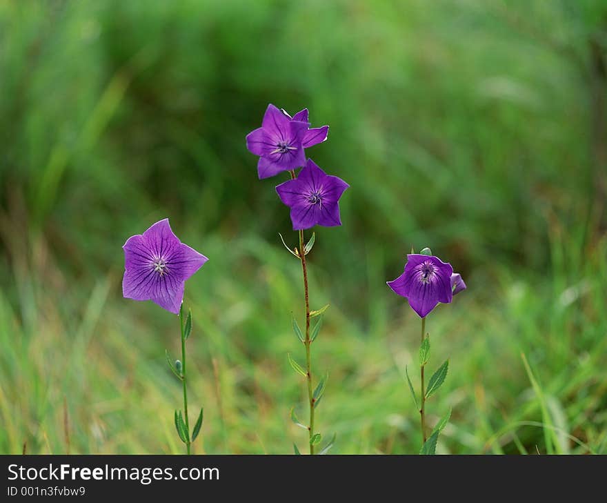 Wild Flowers Image