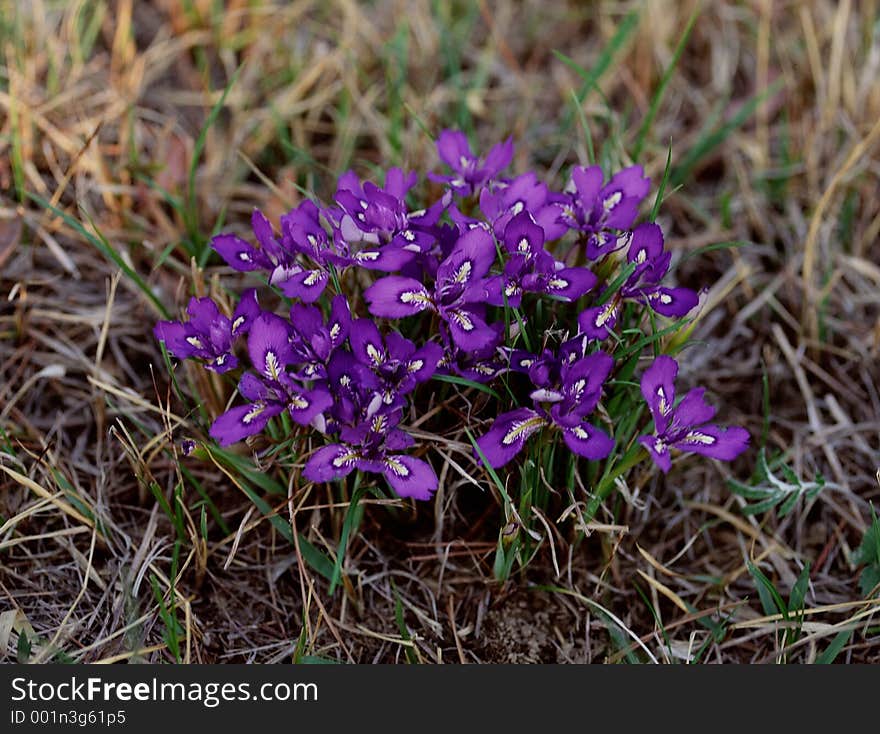 Wild Flowers Image