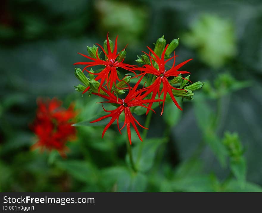 Wild Flowers Image