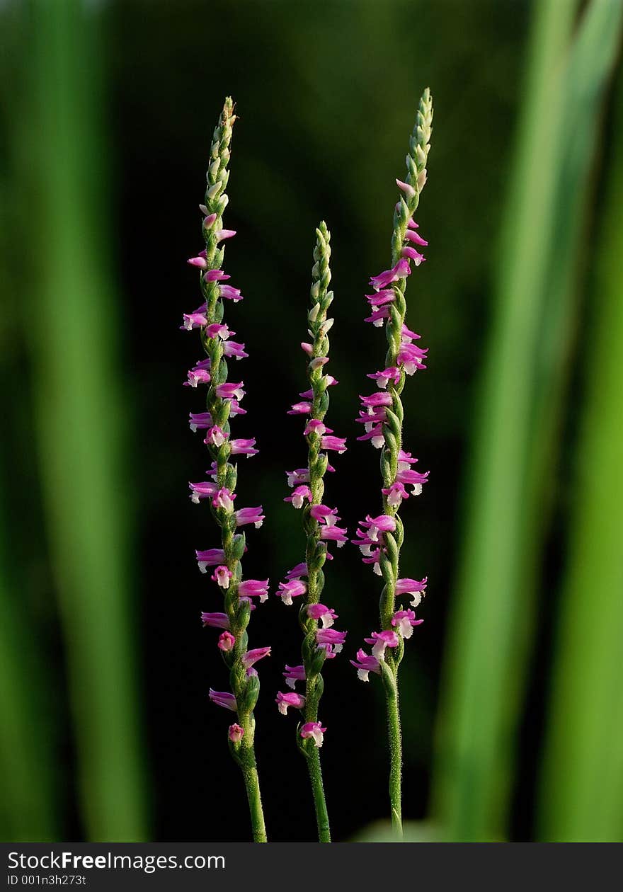 Wild Flowers Image