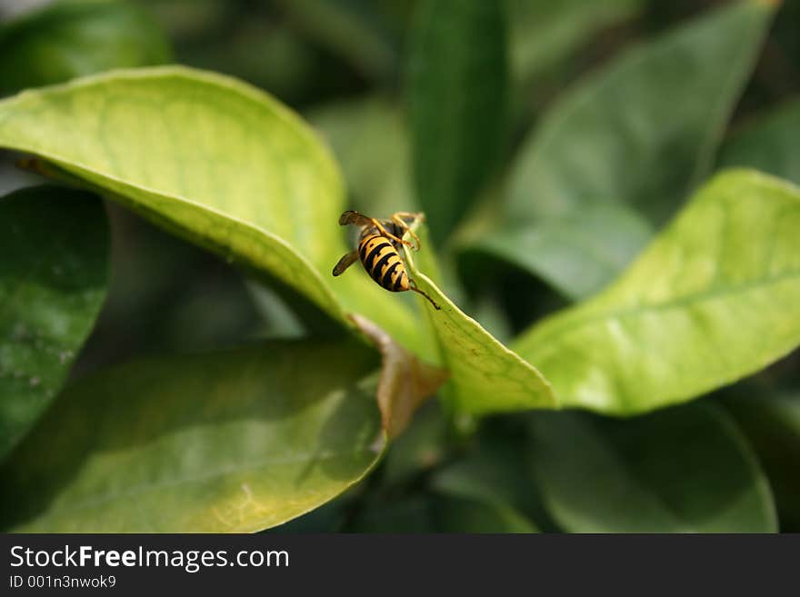 Bee On Lemon Tree Leaf