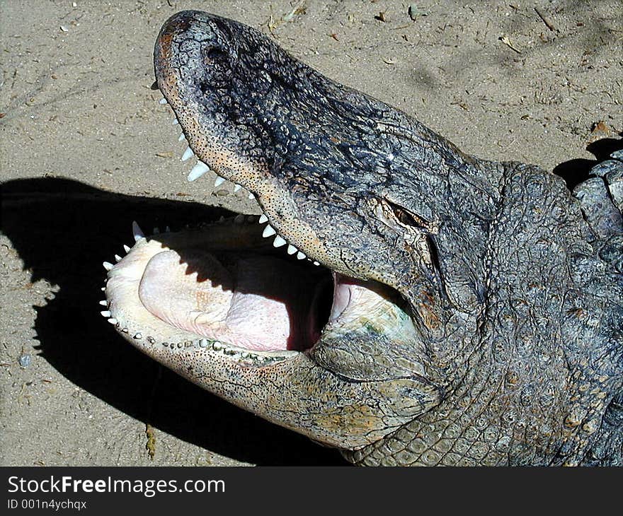 Crocodile of open mouth