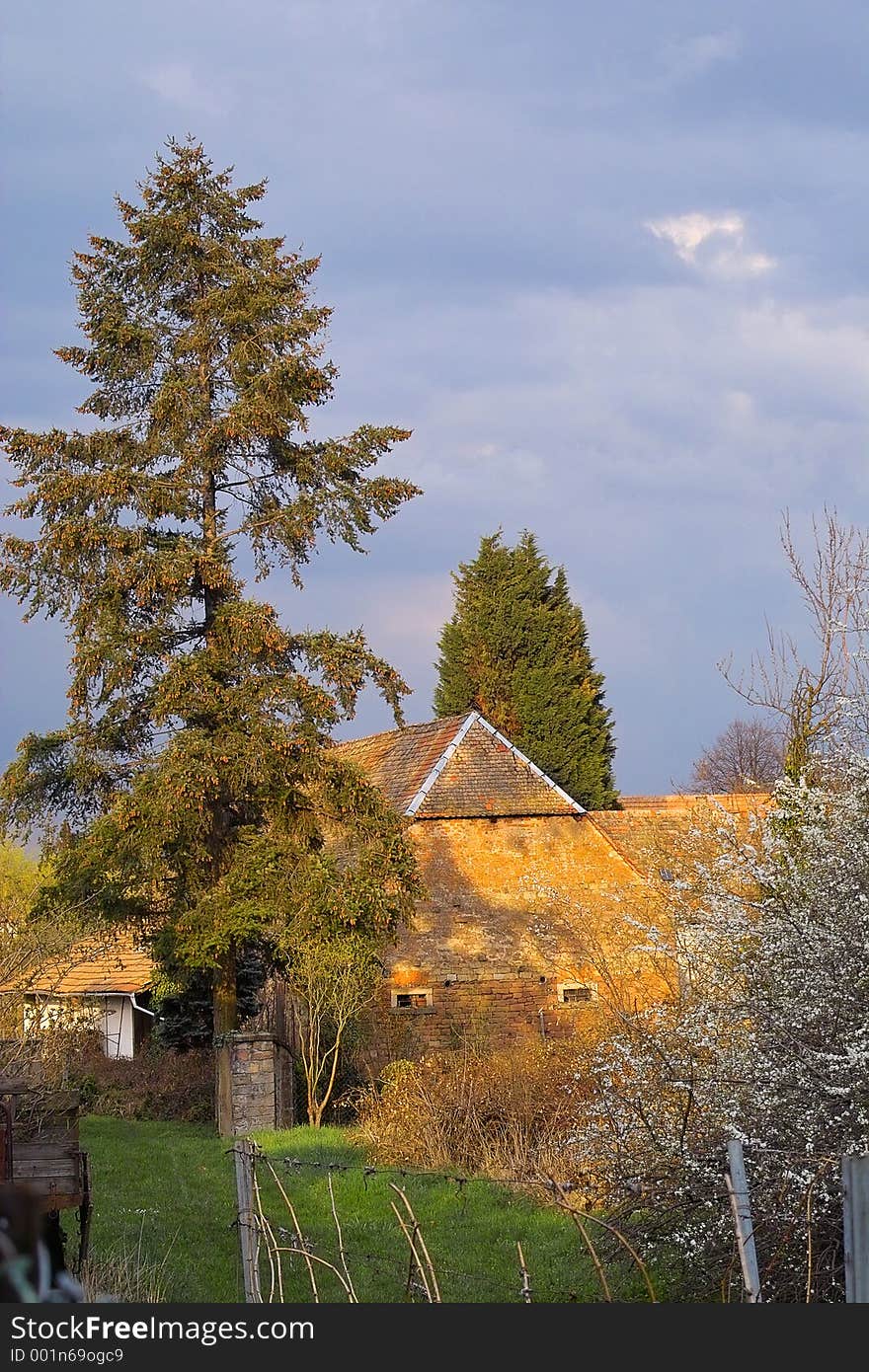 Pine tree and brick hous in warm light. Pine tree and brick hous in warm light