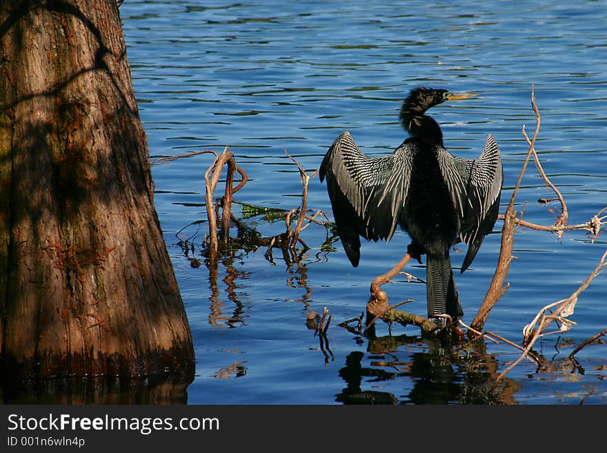 Male Anhinga