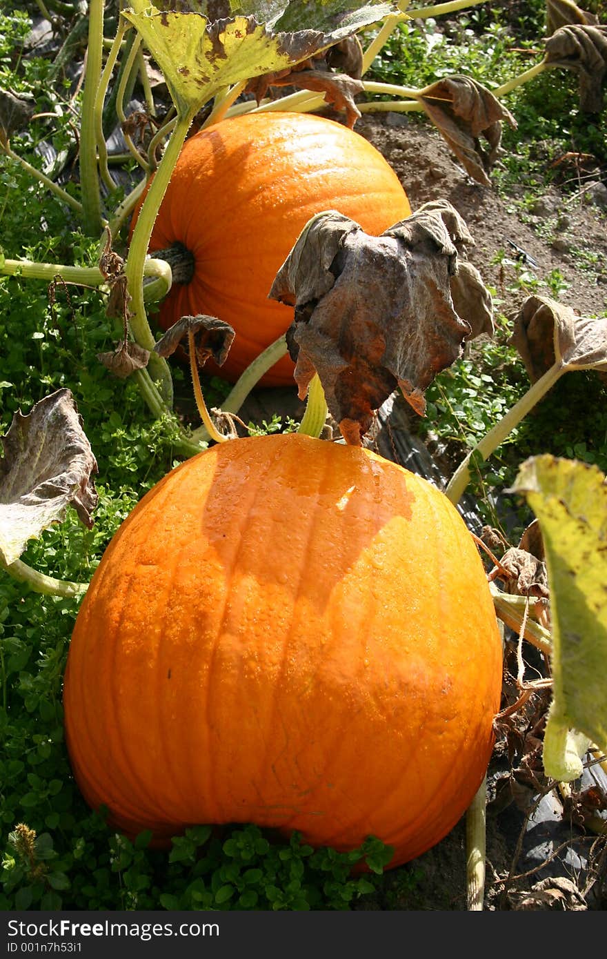 Pumpkins in the field ready to be picked. Pumpkins in the field ready to be picked