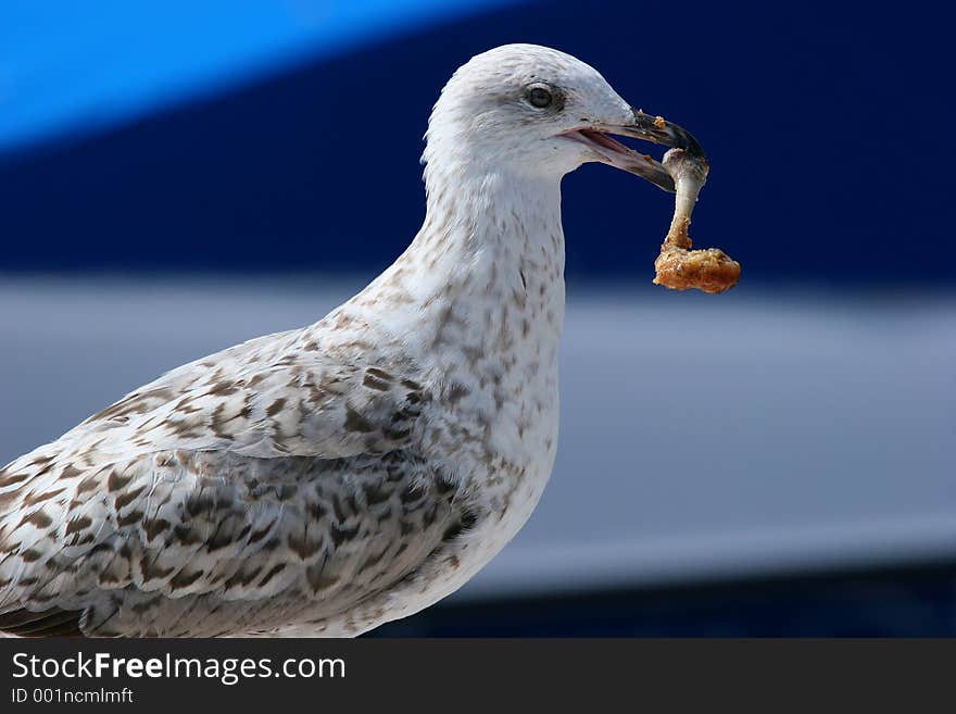 Seagull with a chicken leg in its mouth. Seagull with a chicken leg in its mouth.