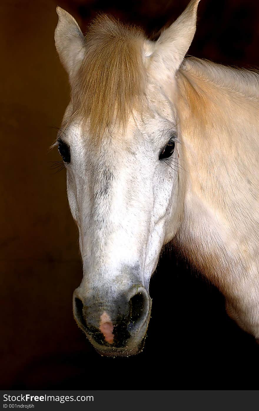 Beautiful white horse