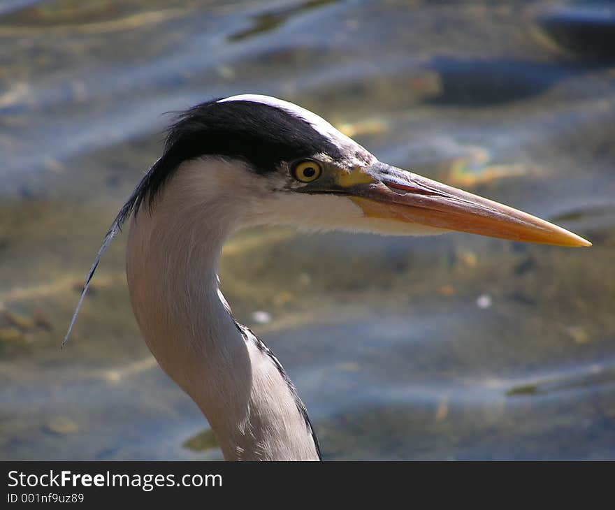 Portrait Of A Heron