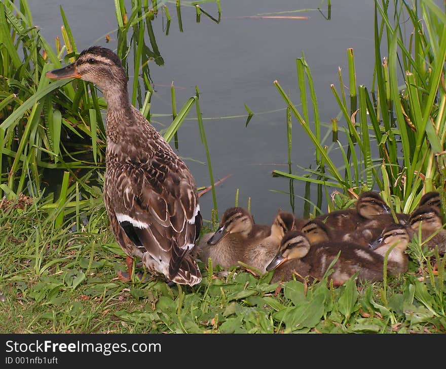 A photo of a mother duck watching over her youngsters. A photo of a mother duck watching over her youngsters