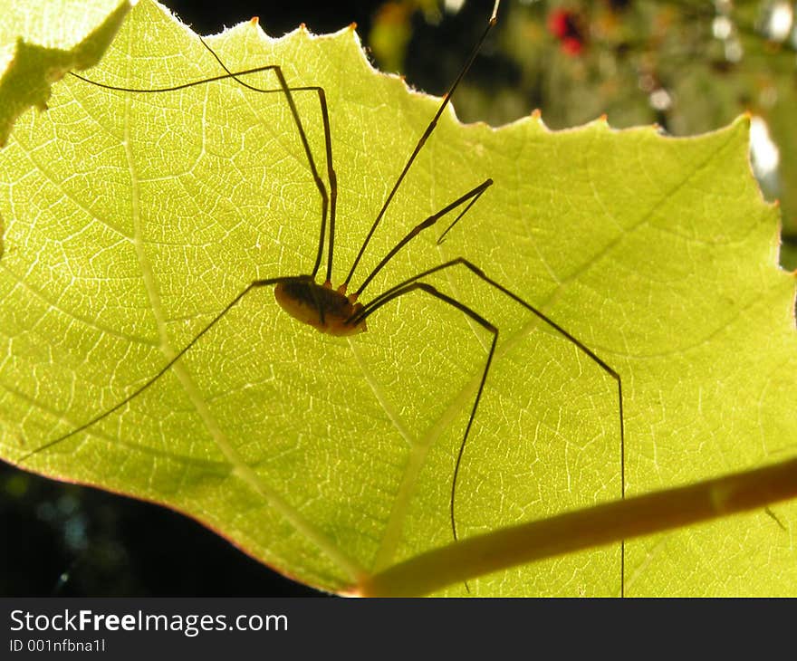 A macro of a spider on a green leaf. A macro of a spider on a green leaf