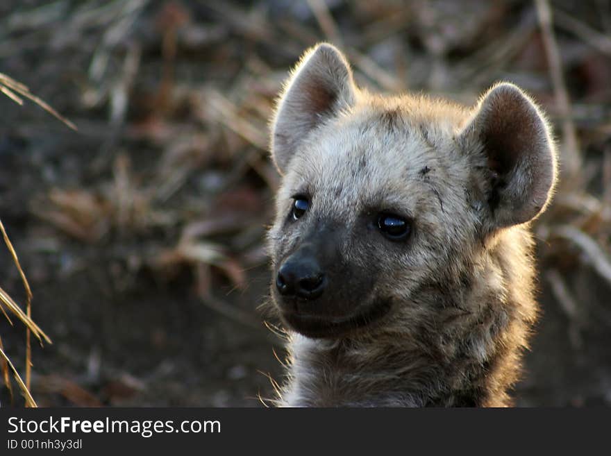 Young hyena