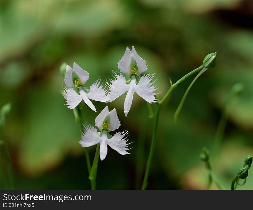 Wild Flowers