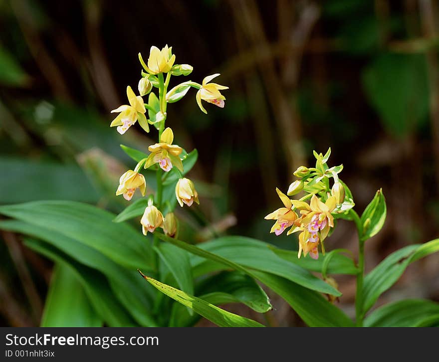 Wild Flowers Image