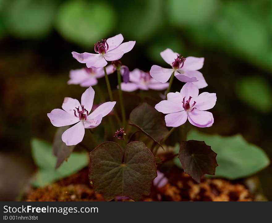 Wild Flowers Image