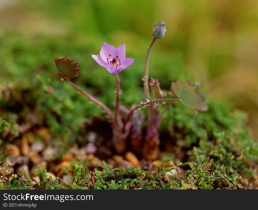 Wild Flowers Image