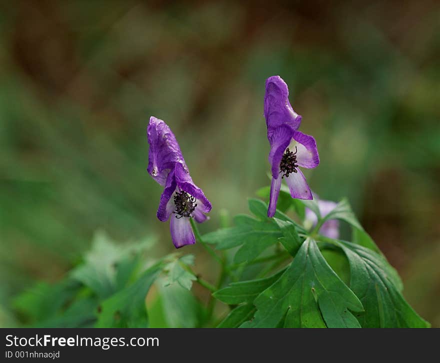 Wild Flowers